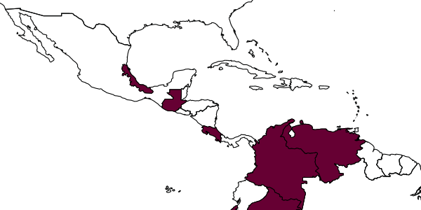 map of Rhopalum runcator     Leclercq, 2002